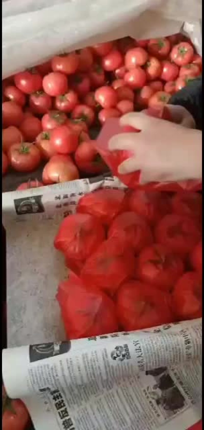 西红柿大量上市欢迎老板来电
