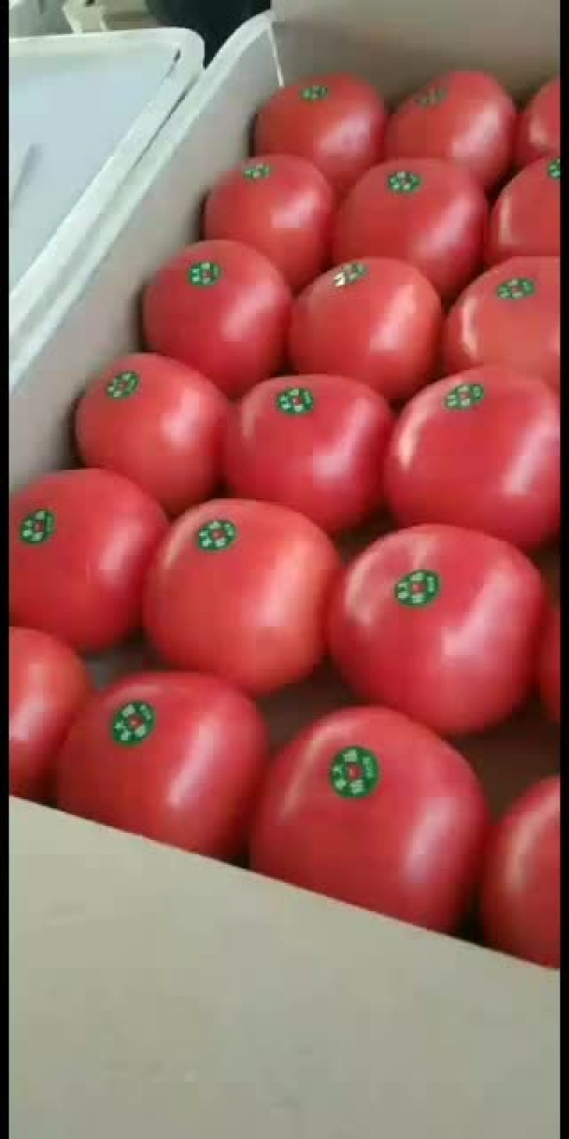 西红柿大量上市欢迎老板来电