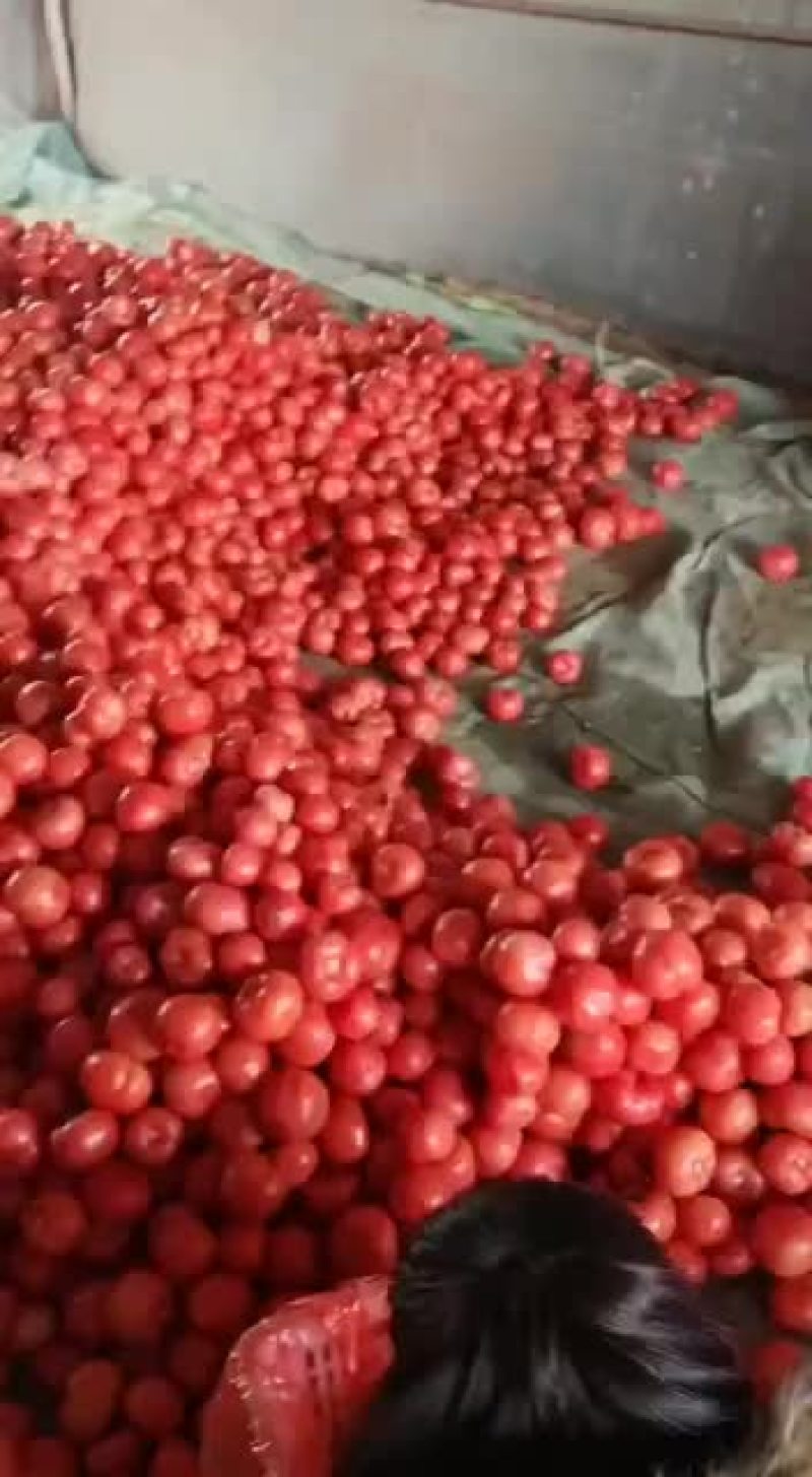 西红柿大量上市欢迎老板来电