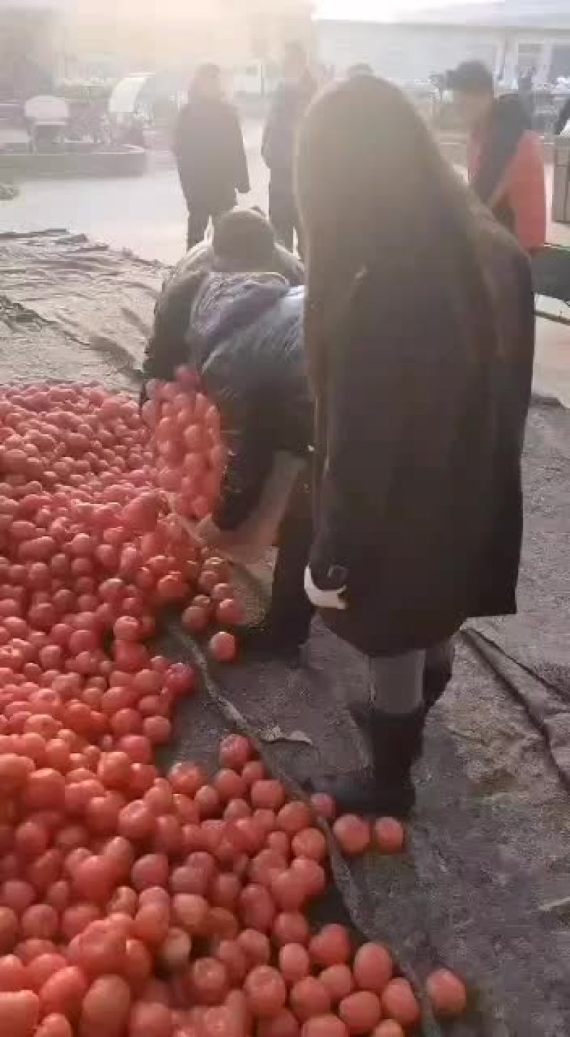 西红柿大量上市欢迎老板来电