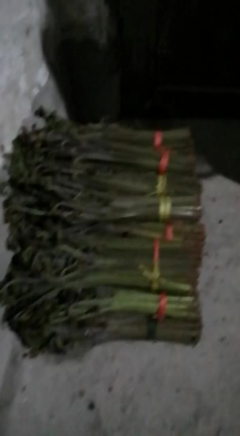 高山野菜，蕨菜，大叶芹，等各种野菜