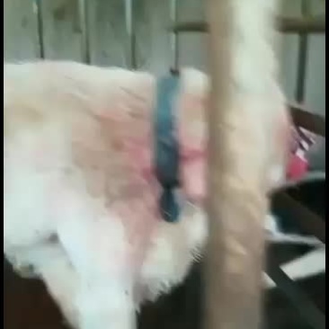 下司犬猎性真好，对同伴下口都这么狠，野猪，野兔的天敌！