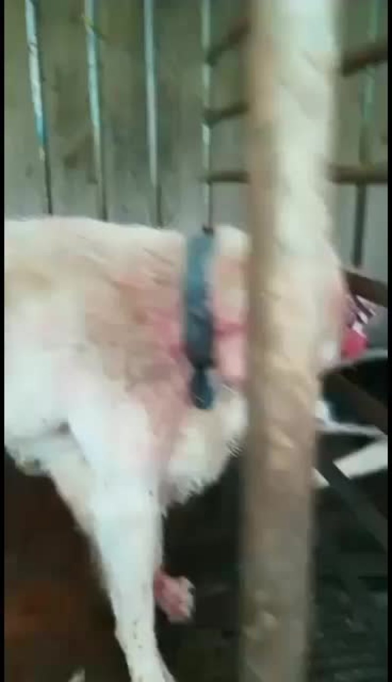 下司犬猎性真好，对同伴下口都这么狠，野猪，野兔的天敌！