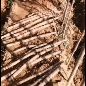 福建省南平市小白嘴白山药