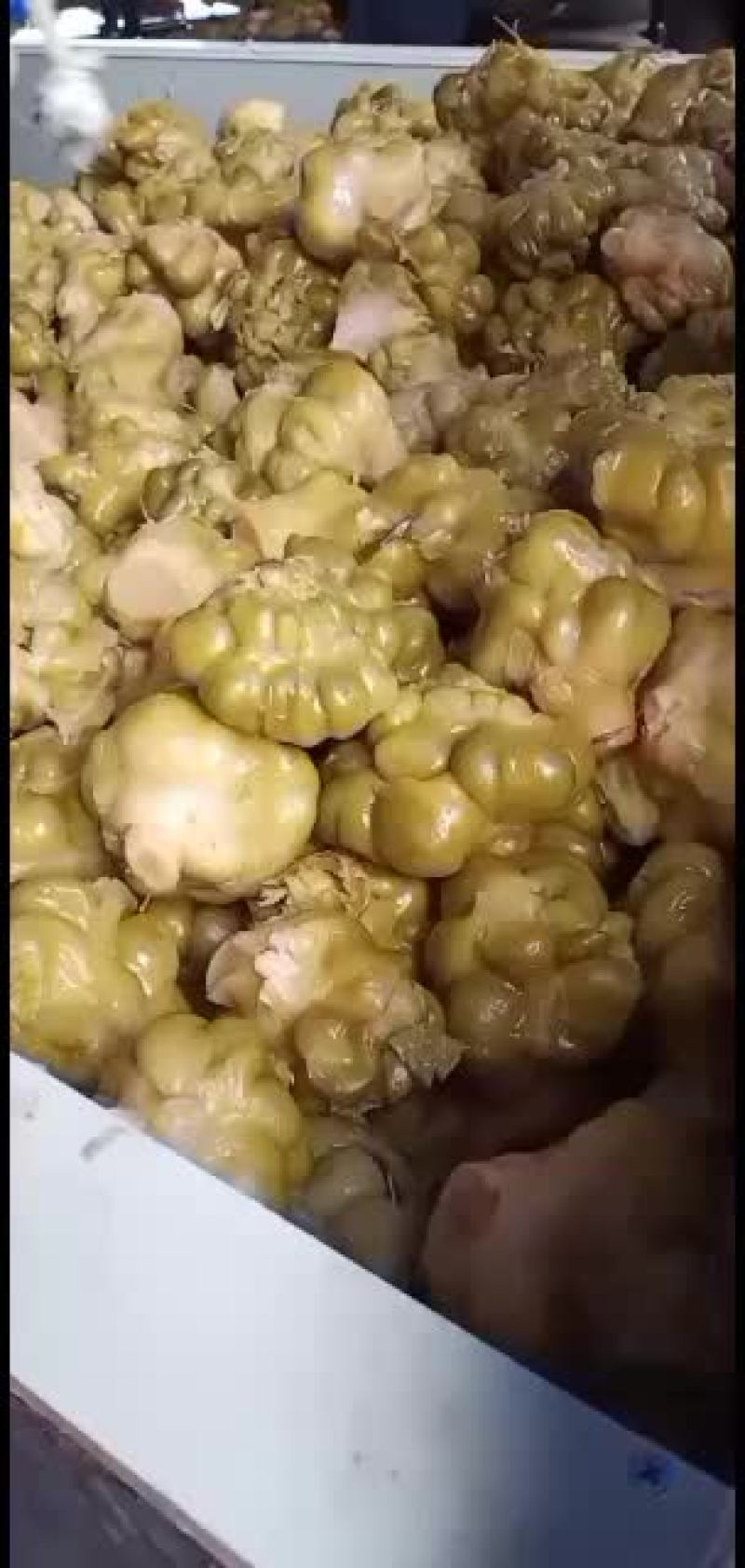 四川榨菜大量有货大量有货