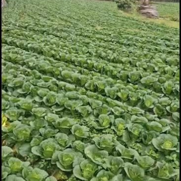 自家种植的大白菜，大约10亩左右，大概10天左右可以卖钱