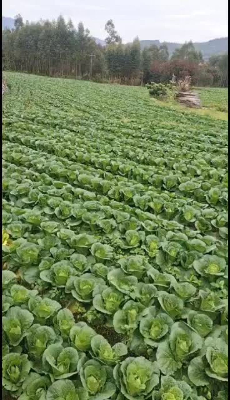 自家种植的大白菜，大约10亩左右，大概10天左右可以卖钱