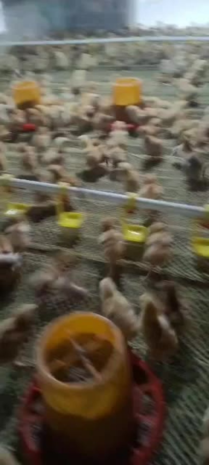 健康红羽380公鸡母鸡
