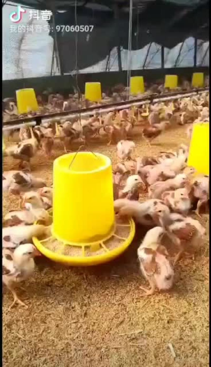 健康红羽380公鸡母鸡