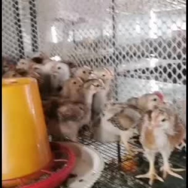 健康红羽380公鸡母鸡