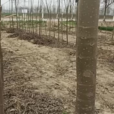 桐树量大价格面谈，电连