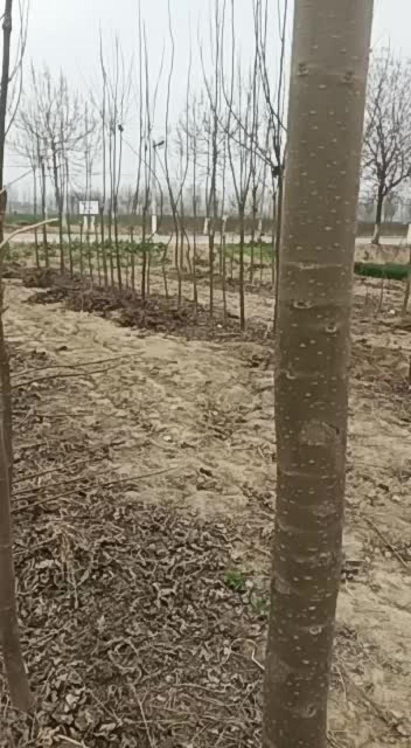 桐树量大价格面谈，电连