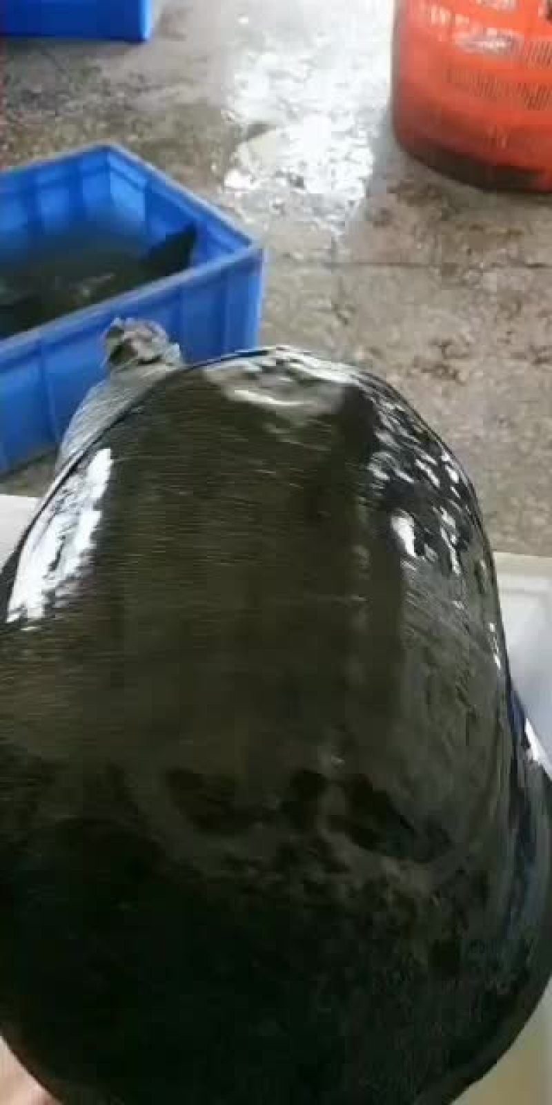 常年出售六年以上纯生态甲鱼