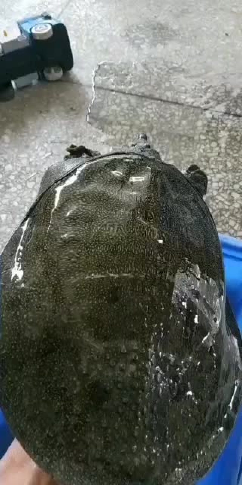 常年出售六年以上纯生态甲鱼