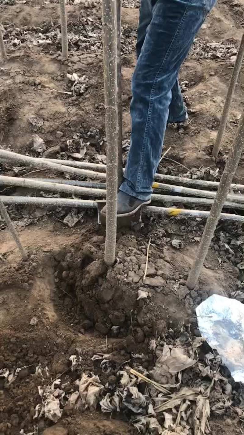 107杨树苗需要的联系