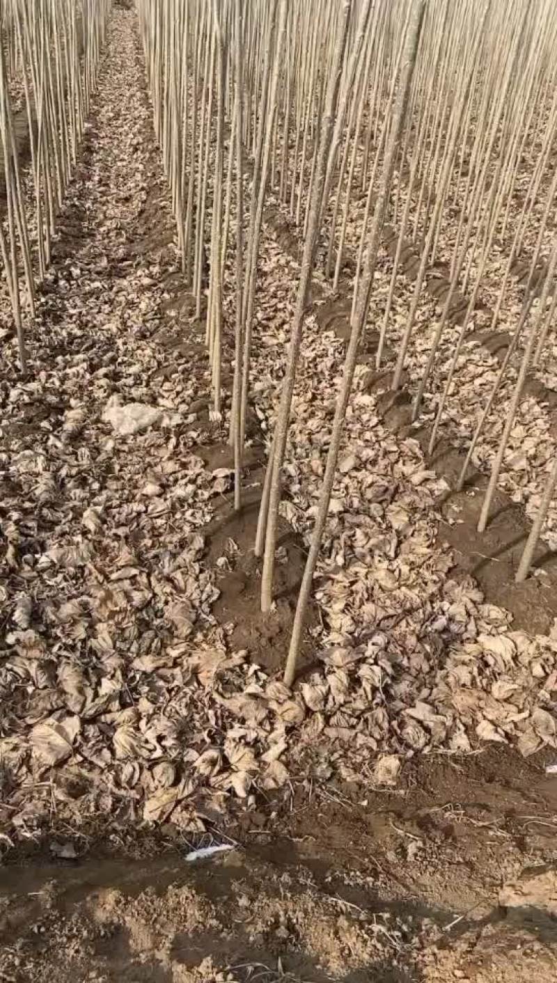 107杨树苗需要的联系