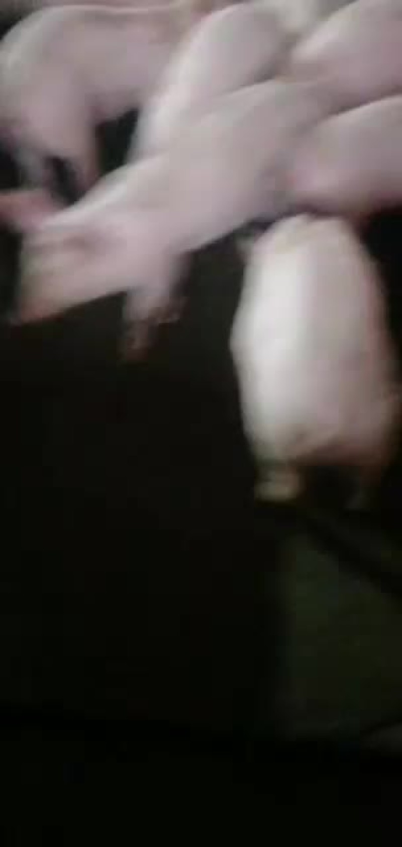 湘西南大型种养殖批发零售