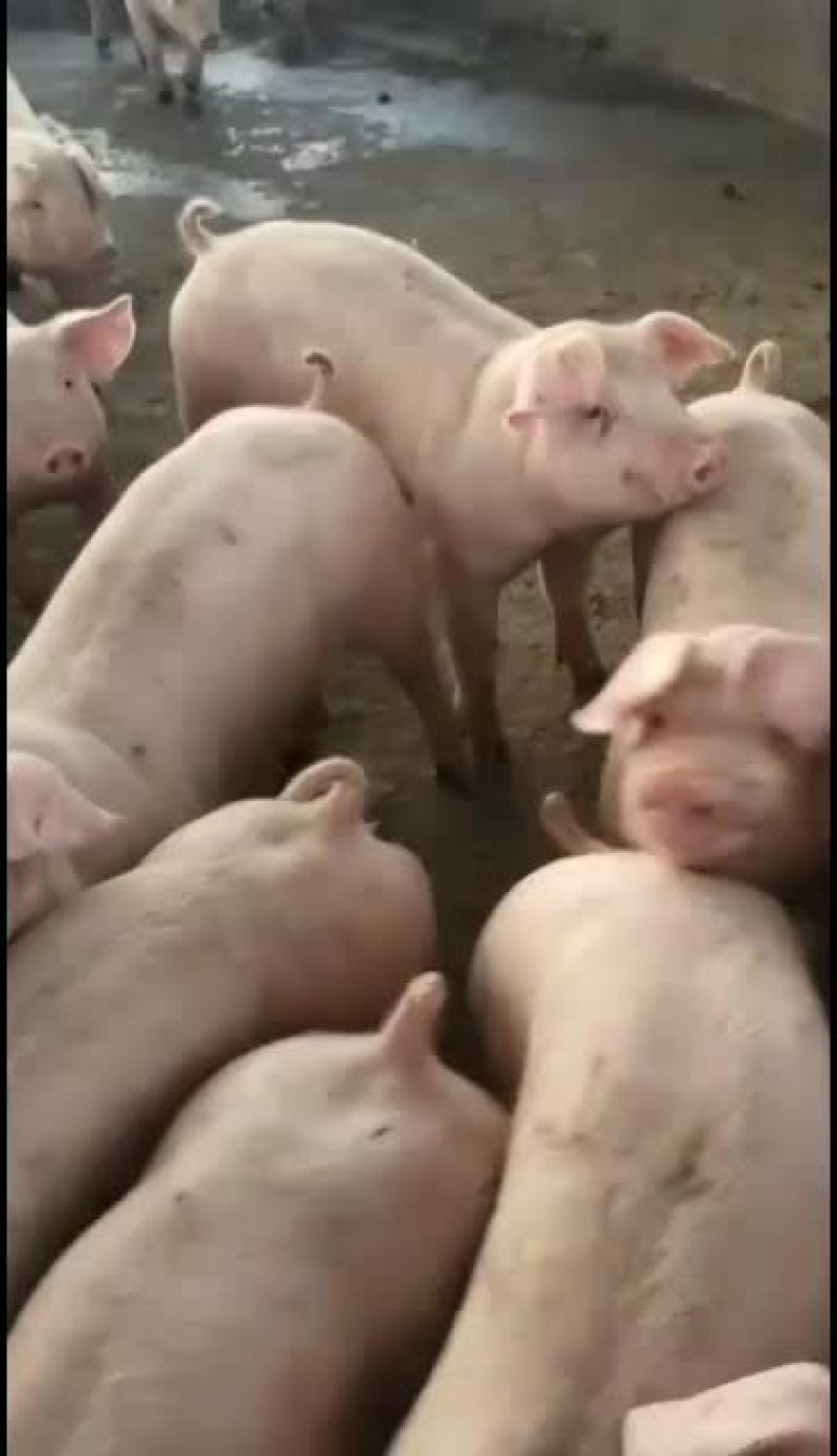 湘西南大型种养殖批发零售