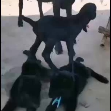 萨能黑山羊，昆明萨云种羊场，比努比亚强
