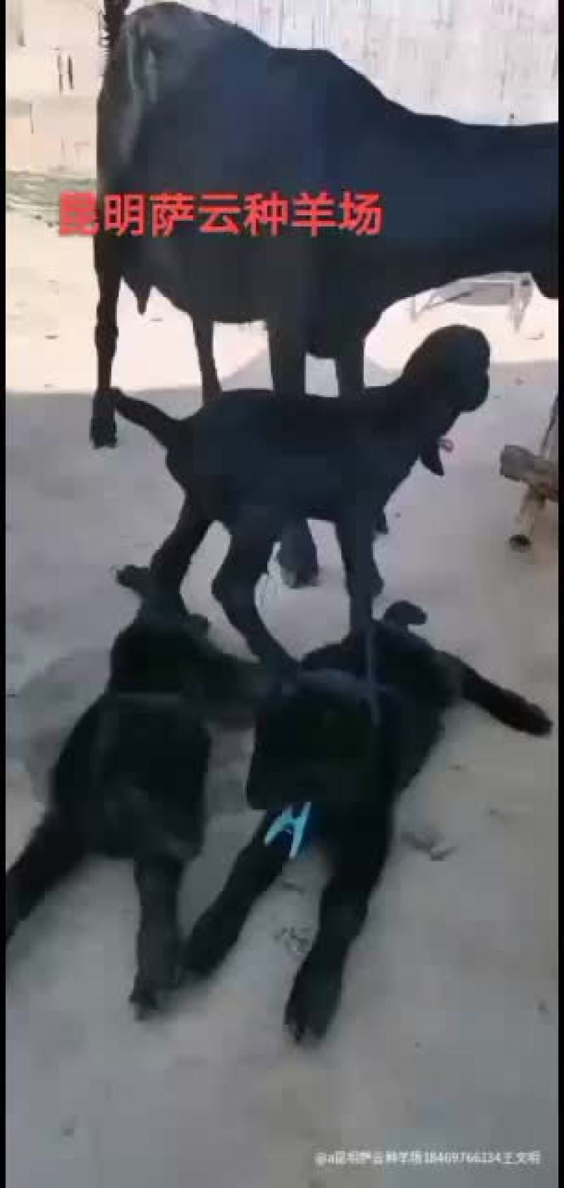 萨能黑山羊，昆明萨云种羊场，比努比亚强