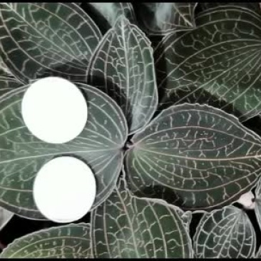金线莲种植鲜品。。。