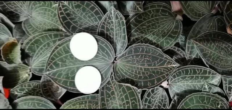 金线莲种植鲜品。。。