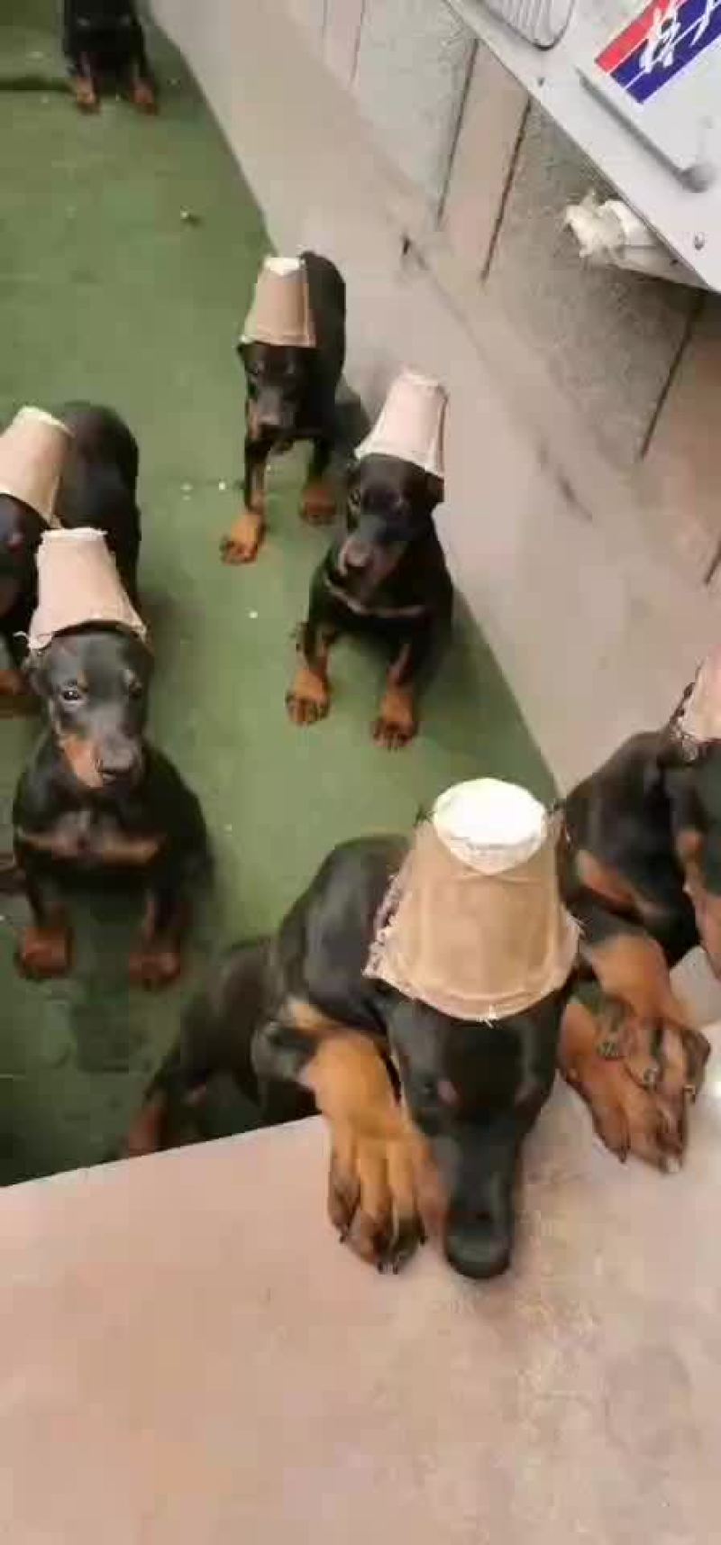 精品双血统杜宾犬可视频选购疫苗齐全，血统纯正