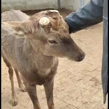 特别听话的梅花鹿不怕人