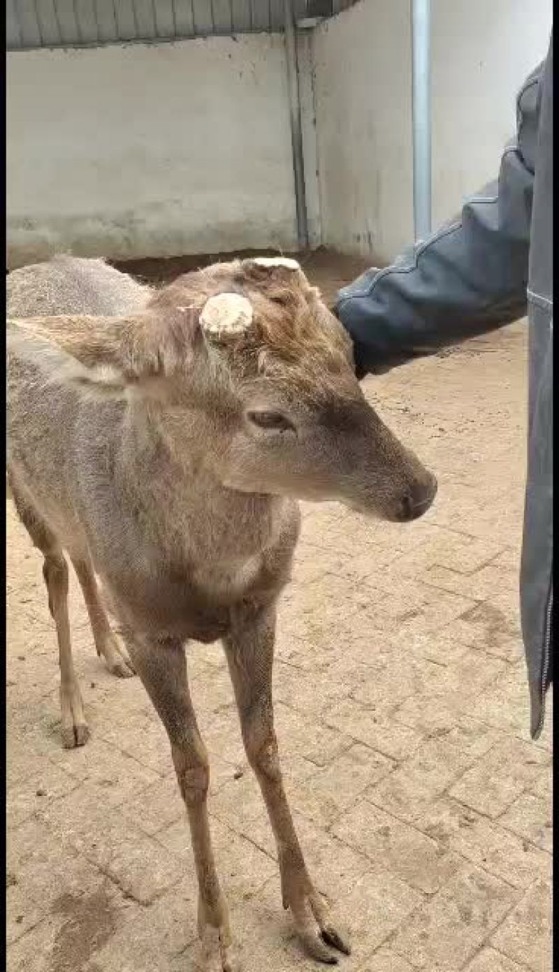 特别听话的梅花鹿不怕人