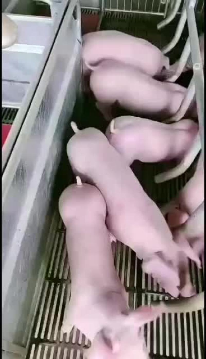 高产太湖母猪防疫到位货到付款全国发货
