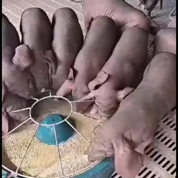 高产太湖母猪防疫到位货到付款全国发货