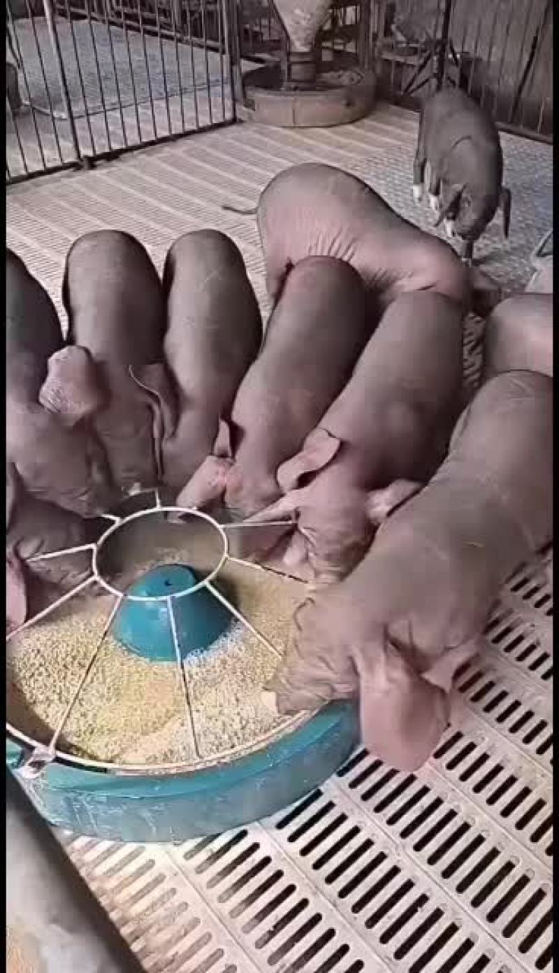 高产太湖母猪防疫到位货到付款全国发货