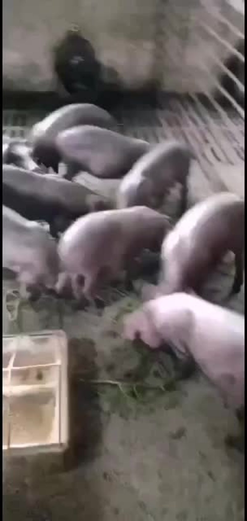 高产太湖母猪防疫到位货到付款全国发货