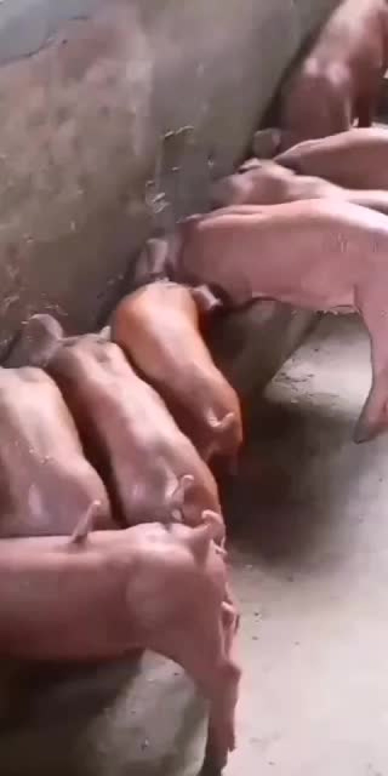 高产太湖母猪防疫到位货到付款全国发货
