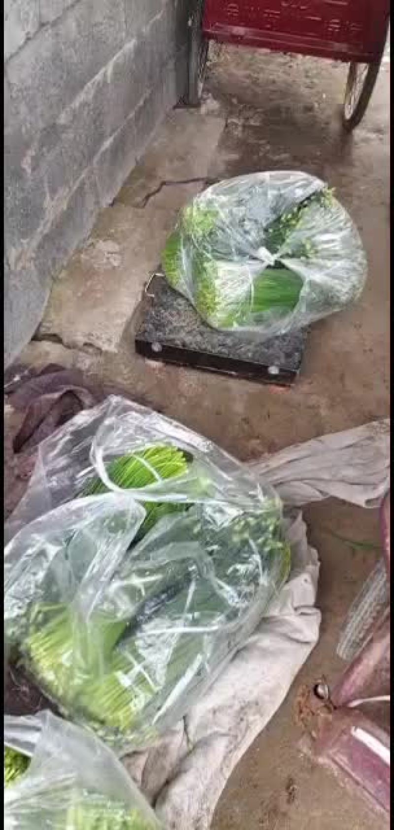 大棚韭苔加上露天韭苔