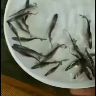 鸭嘴鱼苗，技术支持，质量保证