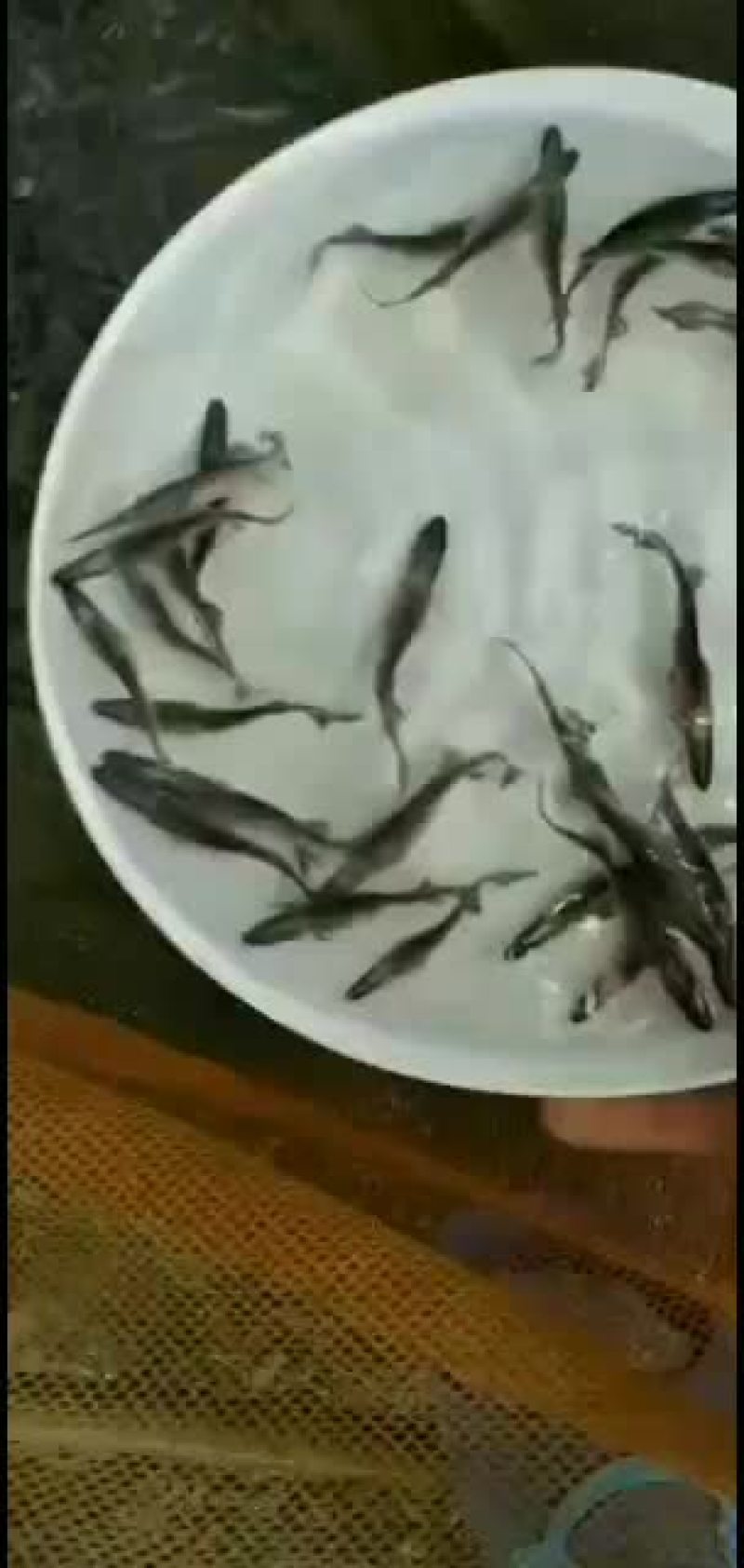鸭嘴鱼苗，技术支持，质量保证