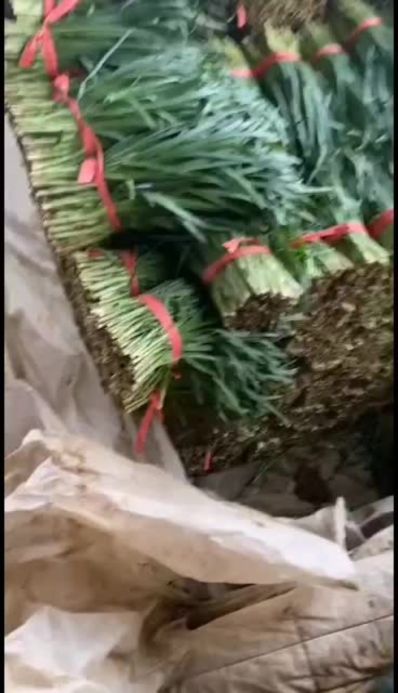 邯郸临漳韭菜专业提供