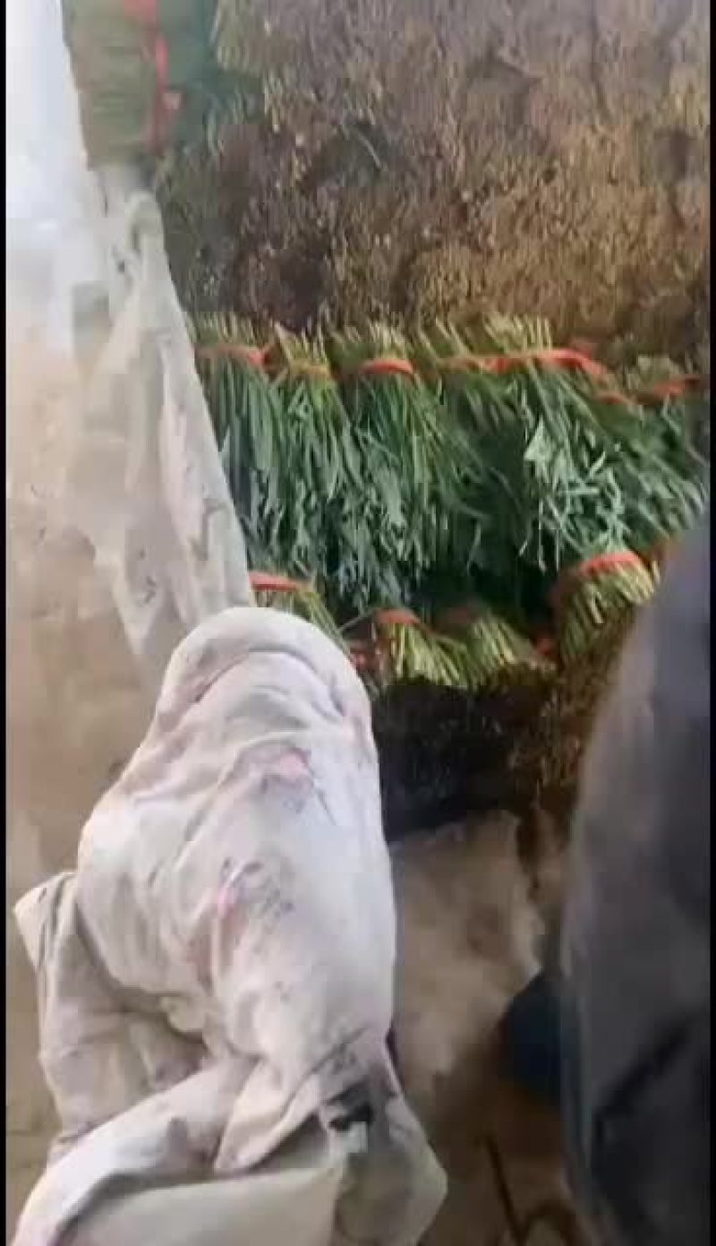 邯郸临漳韭菜专业提供