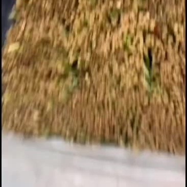 邯郸临漳韭菜专业提供