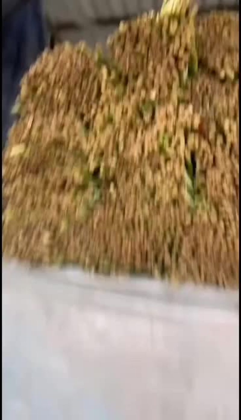 邯郸临漳韭菜专业提供