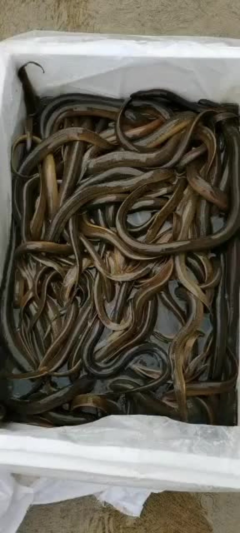 期待与您的合作