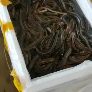 鳝鱼，期待与您的合作