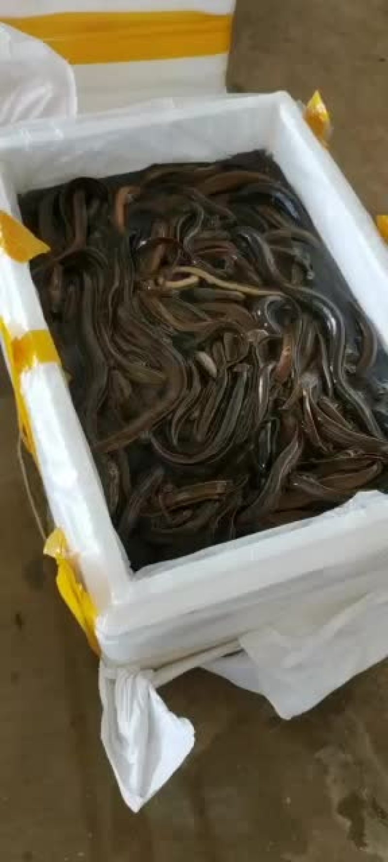 鳝鱼，期待与您的合作