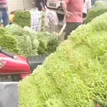 玉林市博白早期空心菜