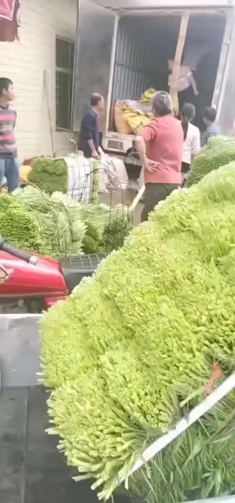 玉林市博白早期空心菜