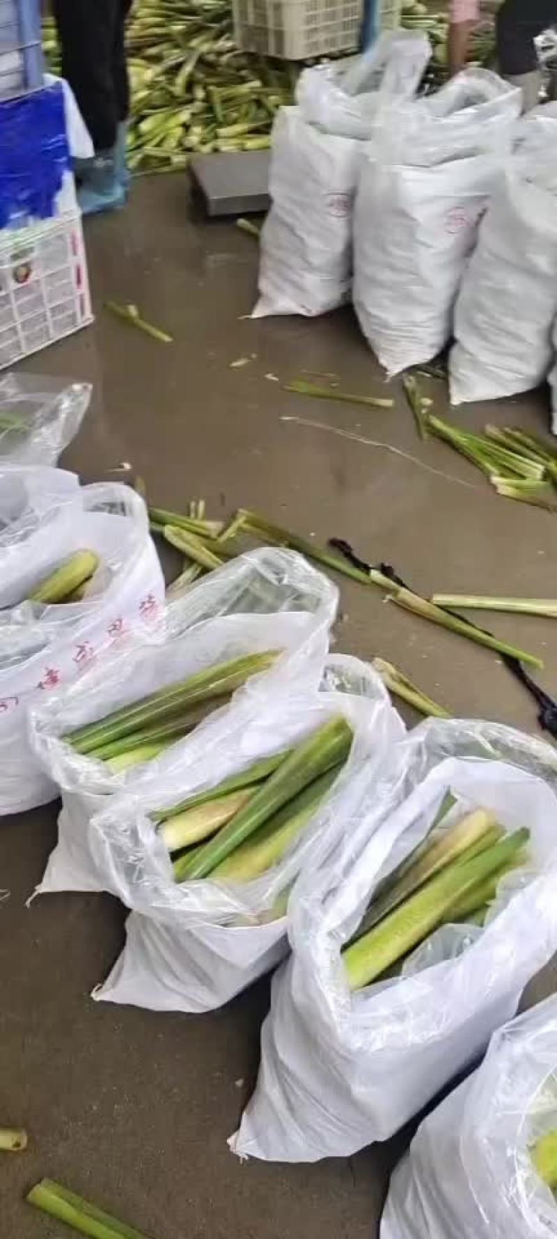 产地直供优质茭白！大量供应各大平台、诚信合作