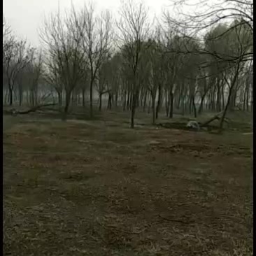 供应20公分一级国槐精品货