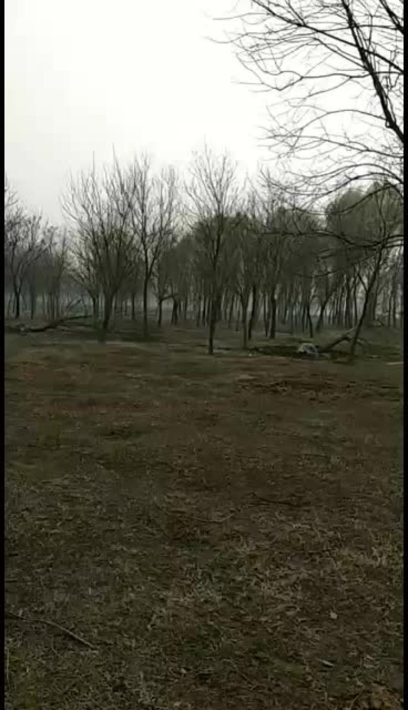 供应20公分一级国槐精品货