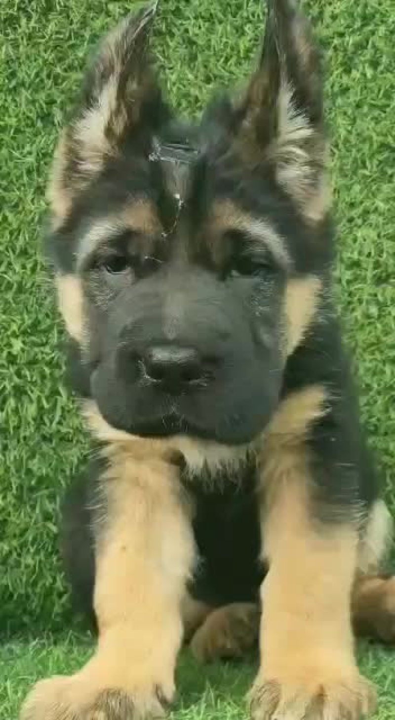 格力犬撵兔上下车全活格力犬格力犬幼犬格力犬成年犬